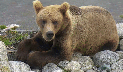 Google earth animals